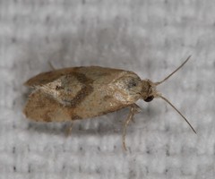 Platphalonidia magdalenae