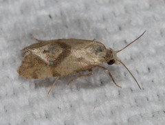Platphalonidia magdalenae