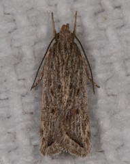 Helcystogramma chambersella