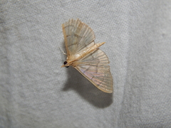 Poliobotys ablactalis