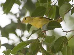 Setophaga petechia