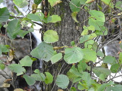 Alnus glutinosa barbata