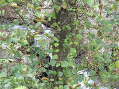 Alnus glutinosa barbata