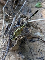 Diplacodes trivialis