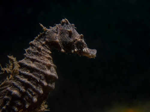 Japanese seahorse (Hippocampus mohnikei) — Syngnathidae