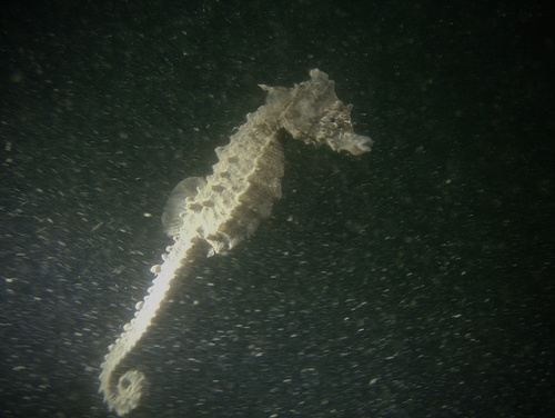 Japanese Seahorse