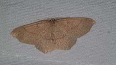 Cyclophora suppunctaria