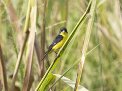 Spinus psaltria