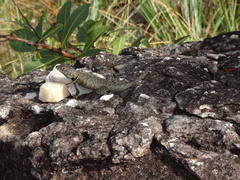 Tropidurus oreadicus