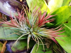 Tillandsia albida
