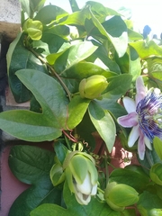 Passiflora alata × caerulea