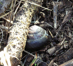 Monadenia subcarinata