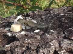 Tropidurus oreadicus