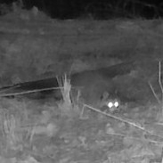 Common Raccoon photographed in West Virginia