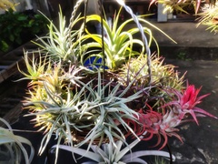 Tillandsia albida