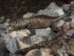 Tropidurus oreadicus