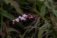 Persicaria japonica