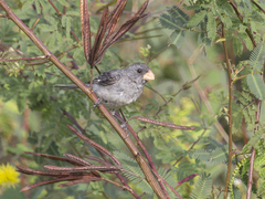 Sporophila intermedia
