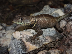 Tropidurus oreadicus