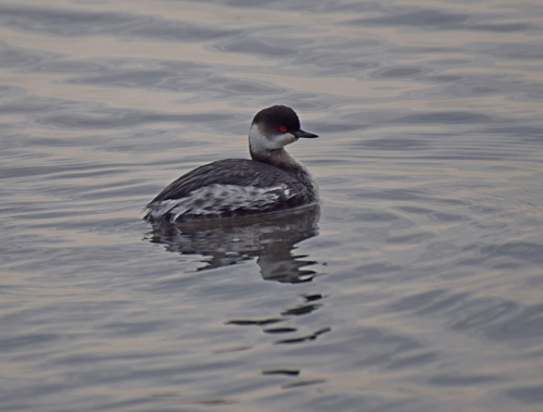 Zampullín cuellinegro (Podiceps nigricollis)