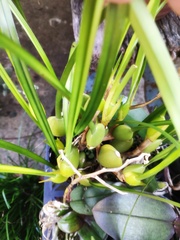 Maxillaria tenuifolia