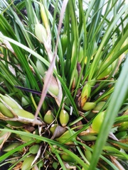 Maxillaria tenuifolia