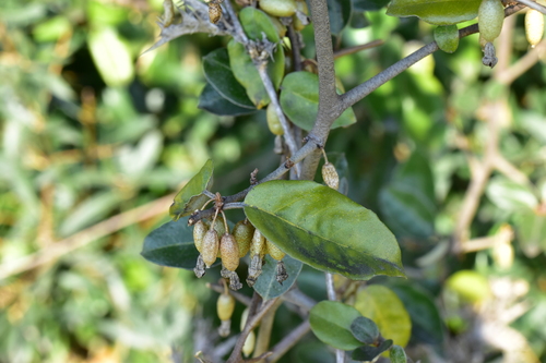 Elaeagnus × submacrophylla iNat (2)