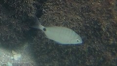 Diplodus argenteus
