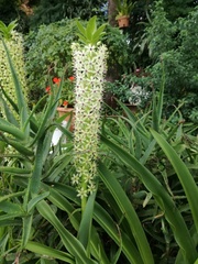 Eucomis comosa