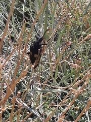 Calocomus desmarestii