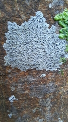 Graphis betulina