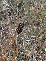 Calocomus desmarestii