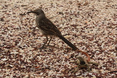 Mimus parvulus bauri