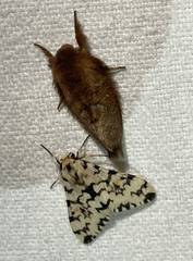 Rhypopteryx
