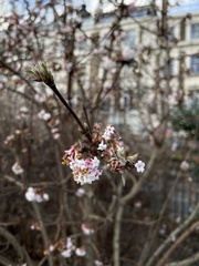 Viburnum × bodnantense