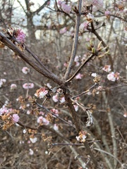 Viburnum × bodnantense