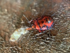 Brontocoris nigrolimbatus