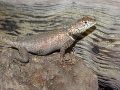 Tropidurus oreadicus