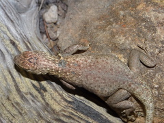 Tropidurus oreadicus