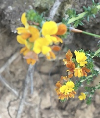 Aspalathus divaricata