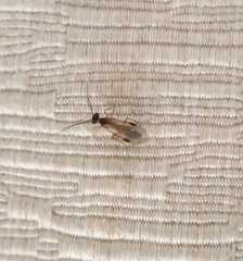 Aculeata