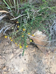 Aspalathus divaricata