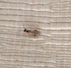 Aculeata
