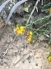 Aspalathus divaricata