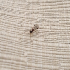 Aculeata