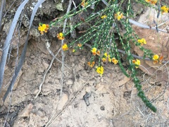 Aspalathus divaricata