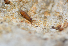 Isotomurus pseudopalustris