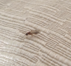 Aculeata