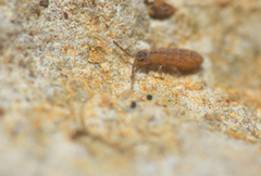 Isotomurus pseudopalustris