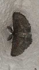 Nychiodes hispanica
